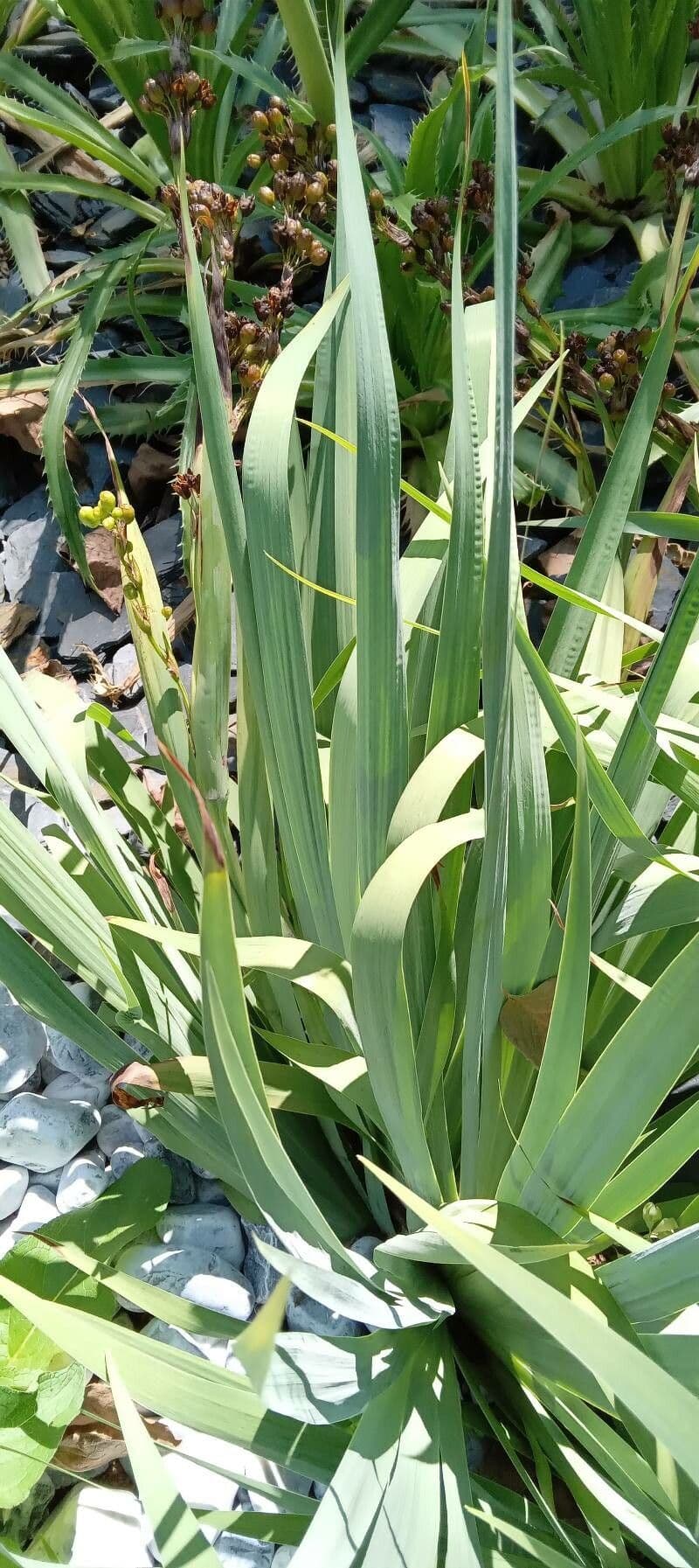Sisyrinchium striato 15