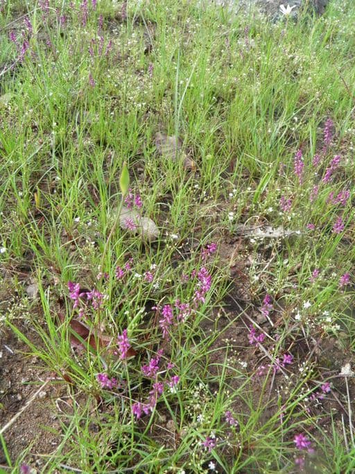 Polygala glochidiata 4
