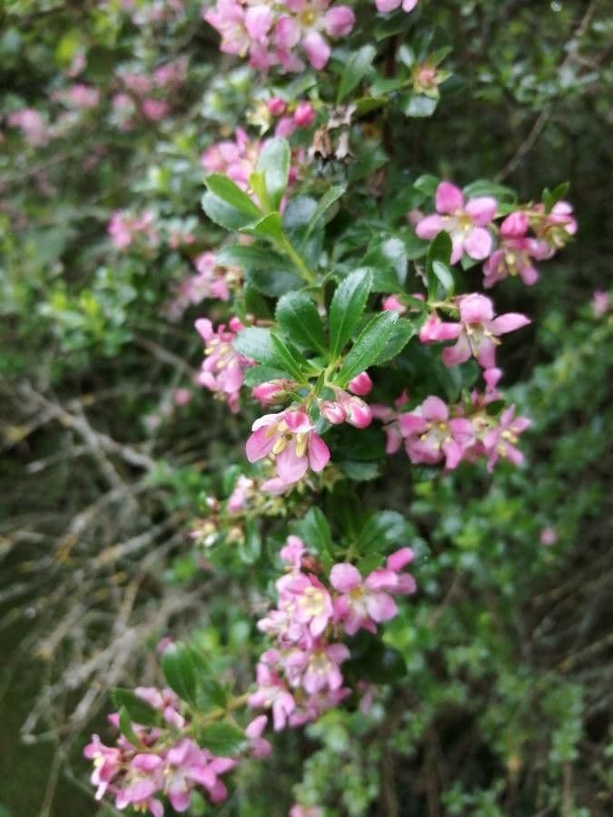 Escallonia