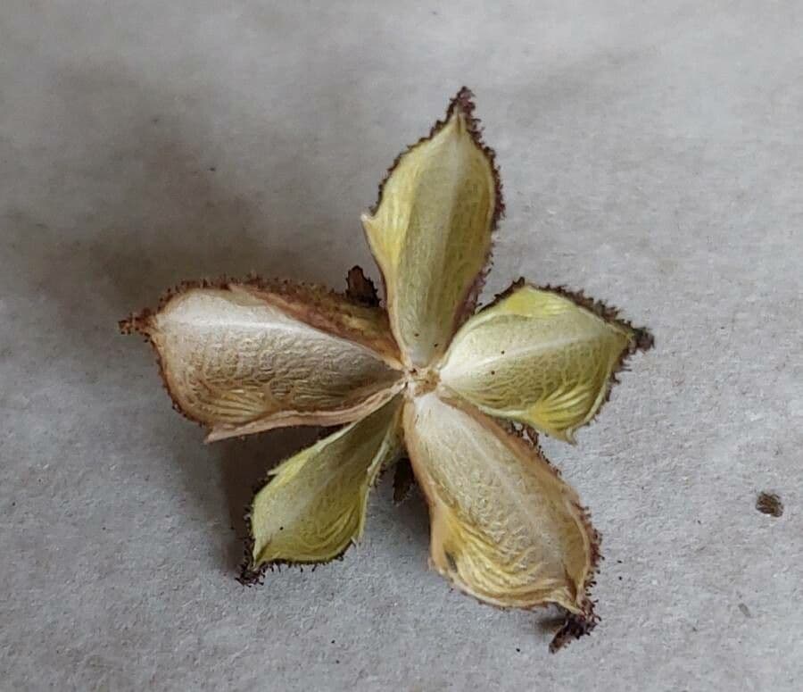 Diptam 5