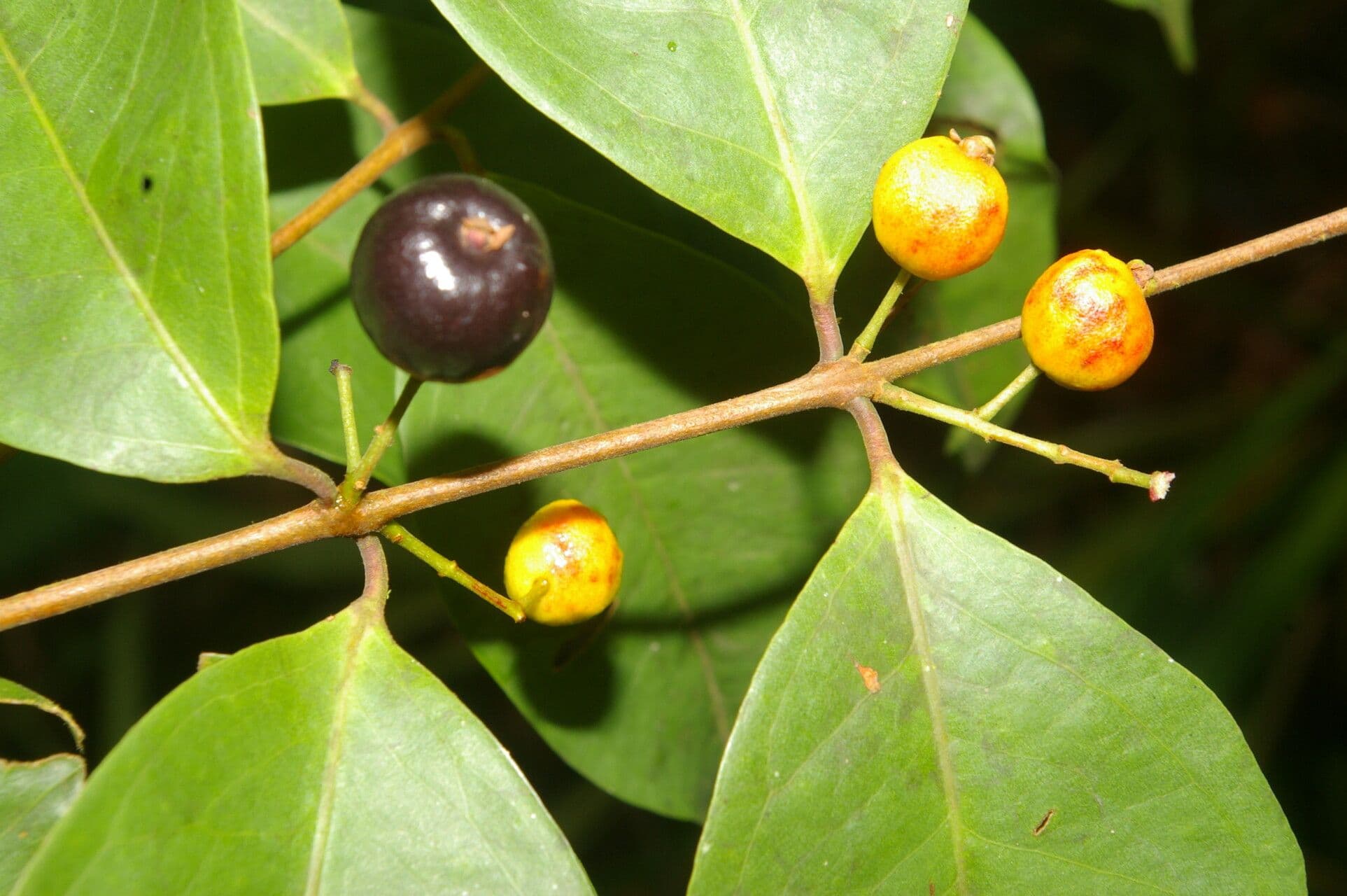 Eugenia 4