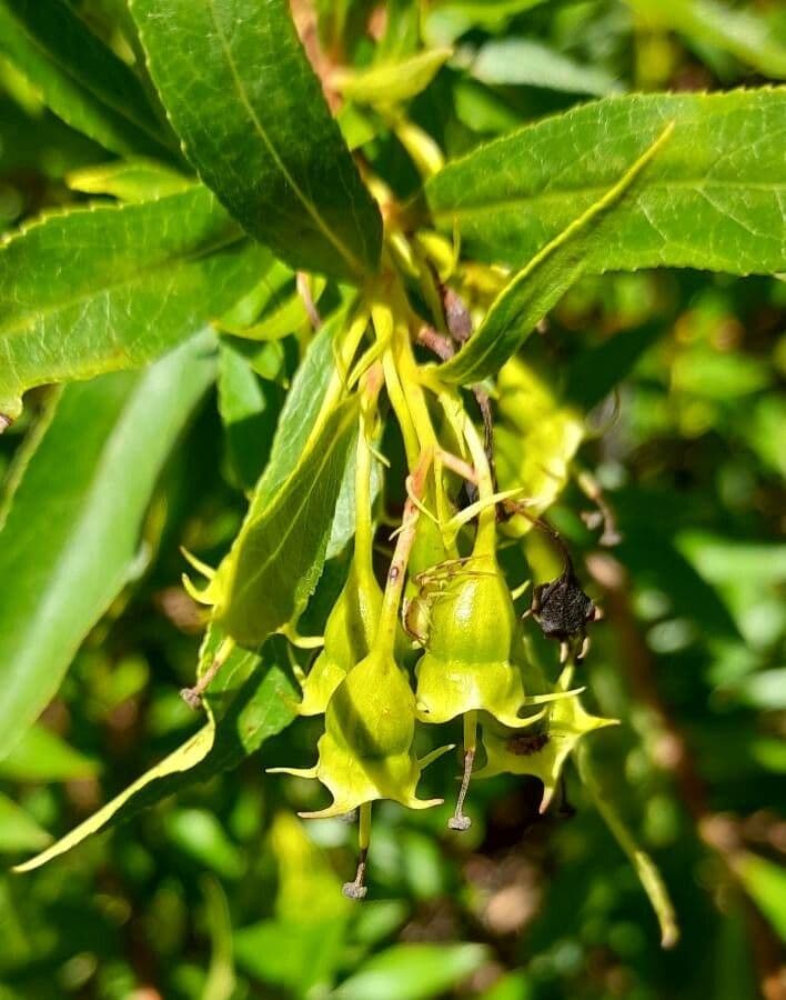 Escallonia 4