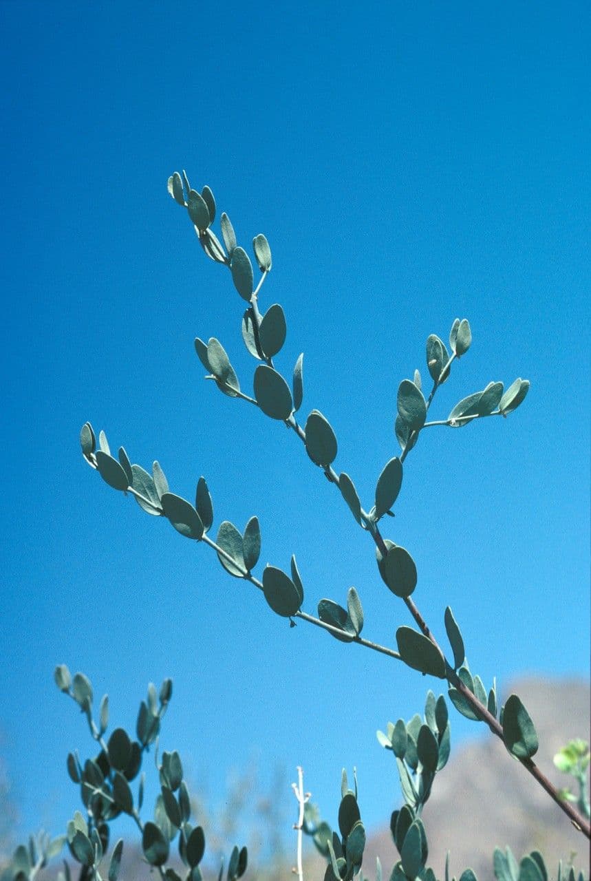 Jojoba 19