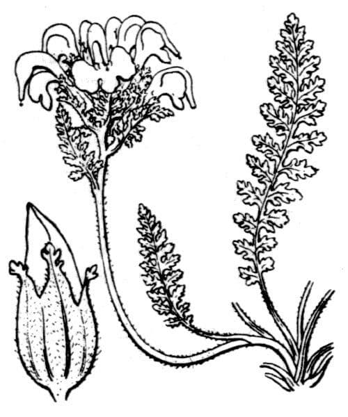 Vrbina pyrenejská 22