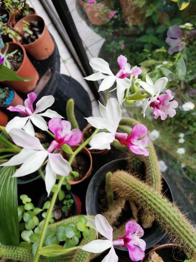 Calanthe 4