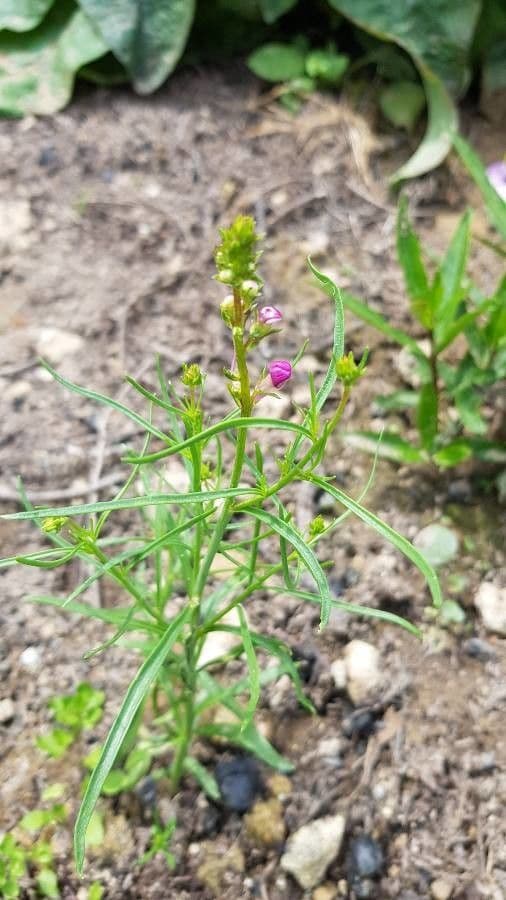 Linaria marocchina 11