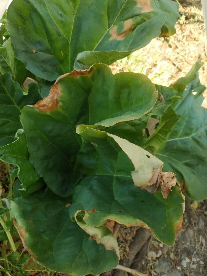 Rabarbaro da giardino 12