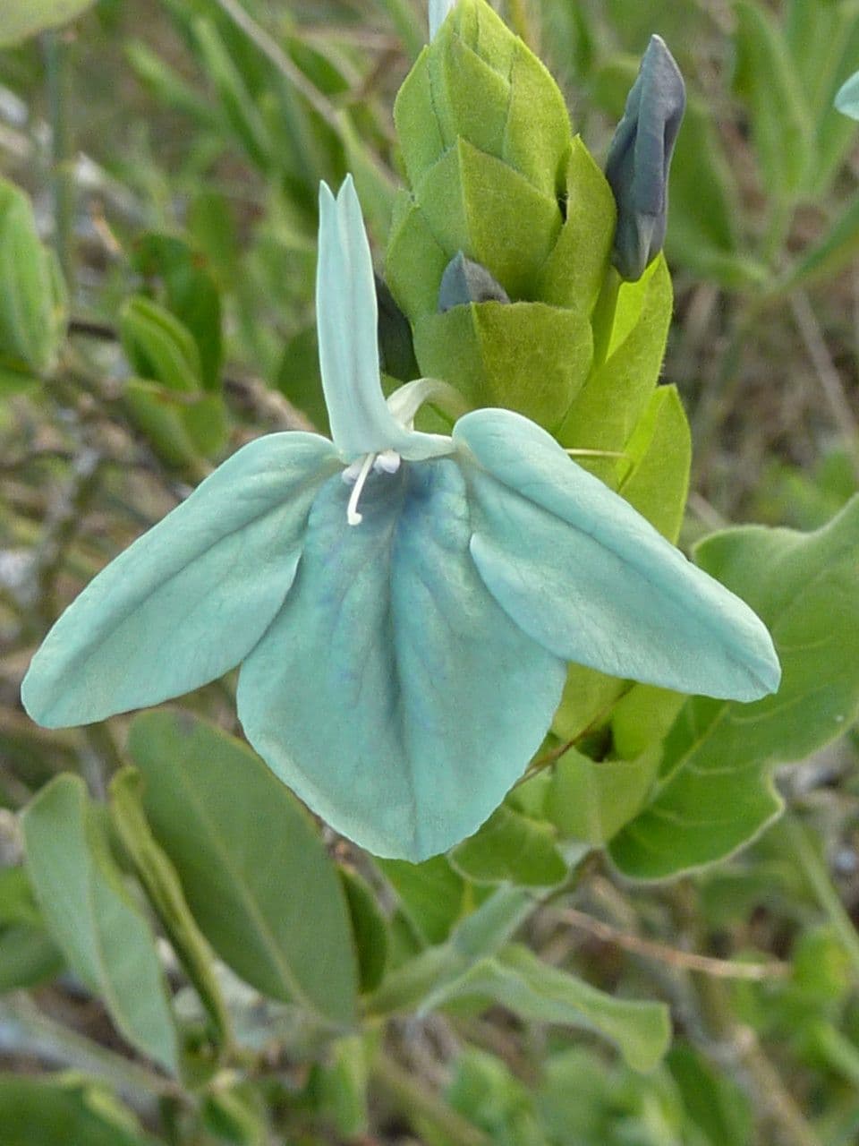 Ecbolium