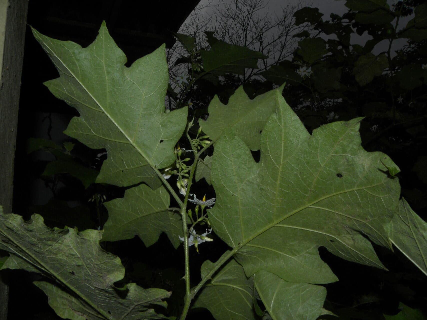 Solano giamaicano 7