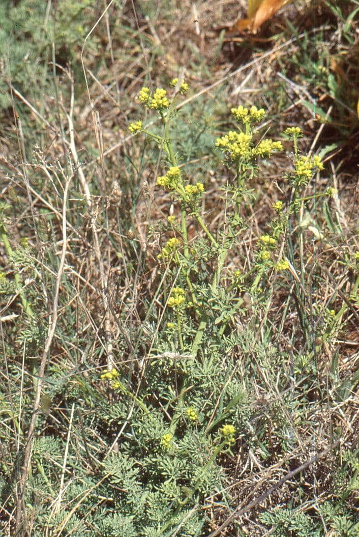 Ruta montana 13