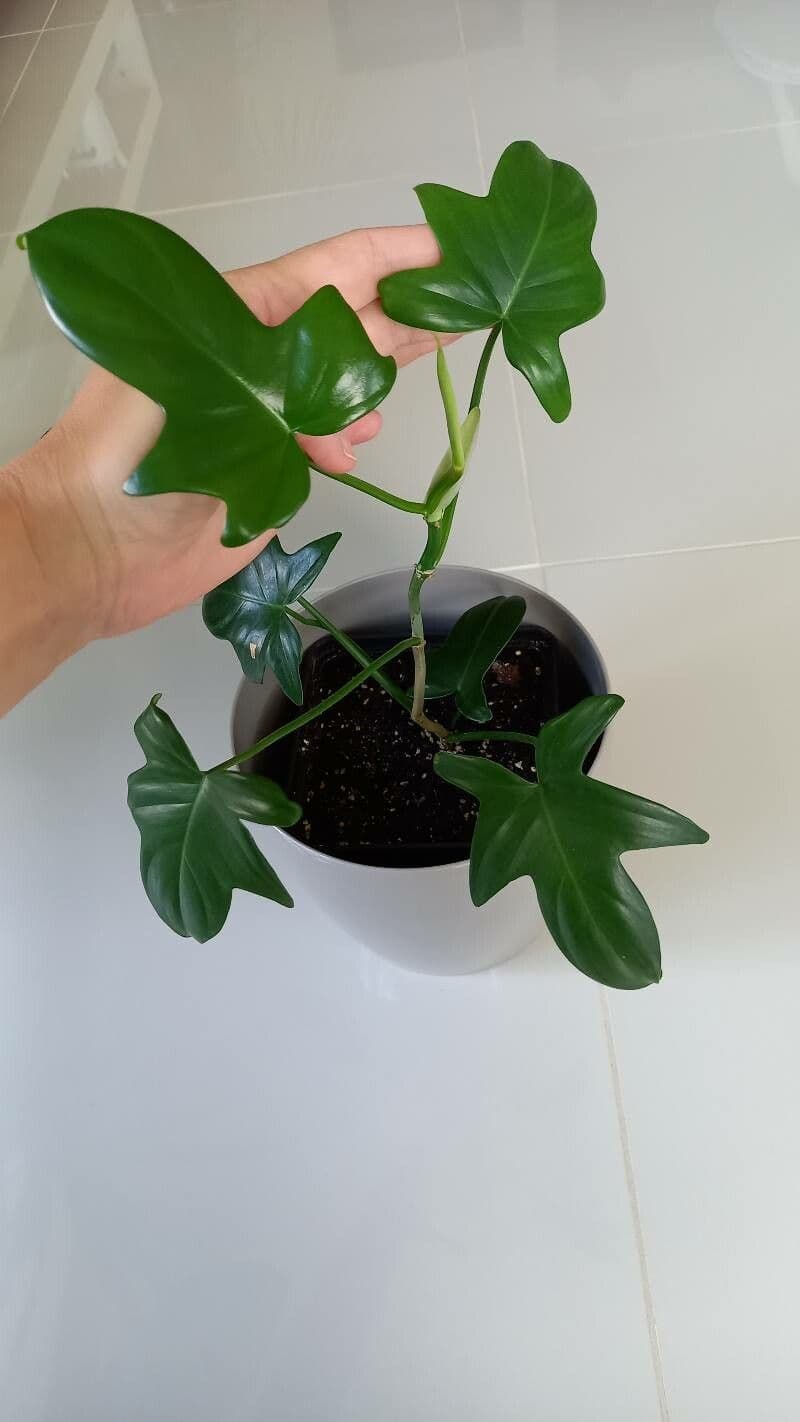 Philodendron violon 5