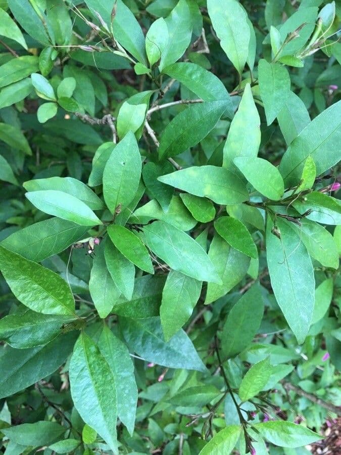 Pseuderanthemum 10