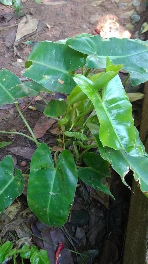 Filodendron Burle-Marxa 4