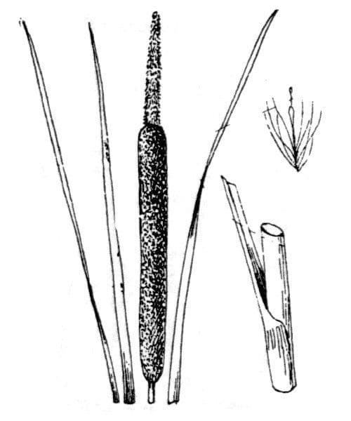 Typha shuttleworthii 6