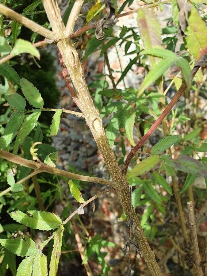 Tagetes minuta 21