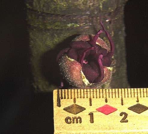 Herrania 20