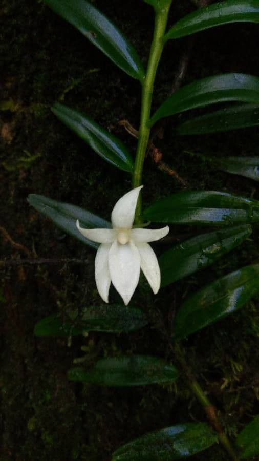 Angraecum 3