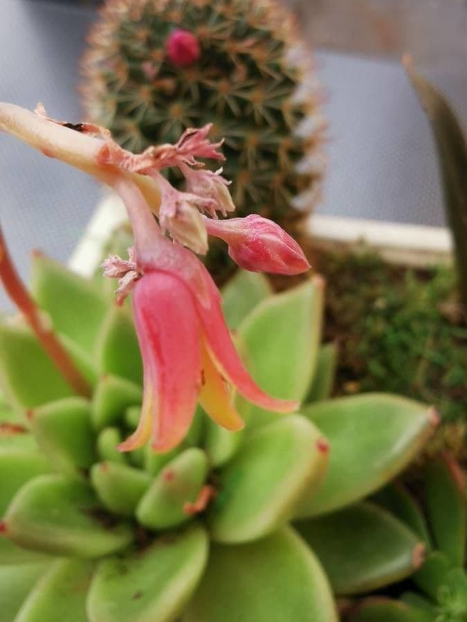 Echeveria 6