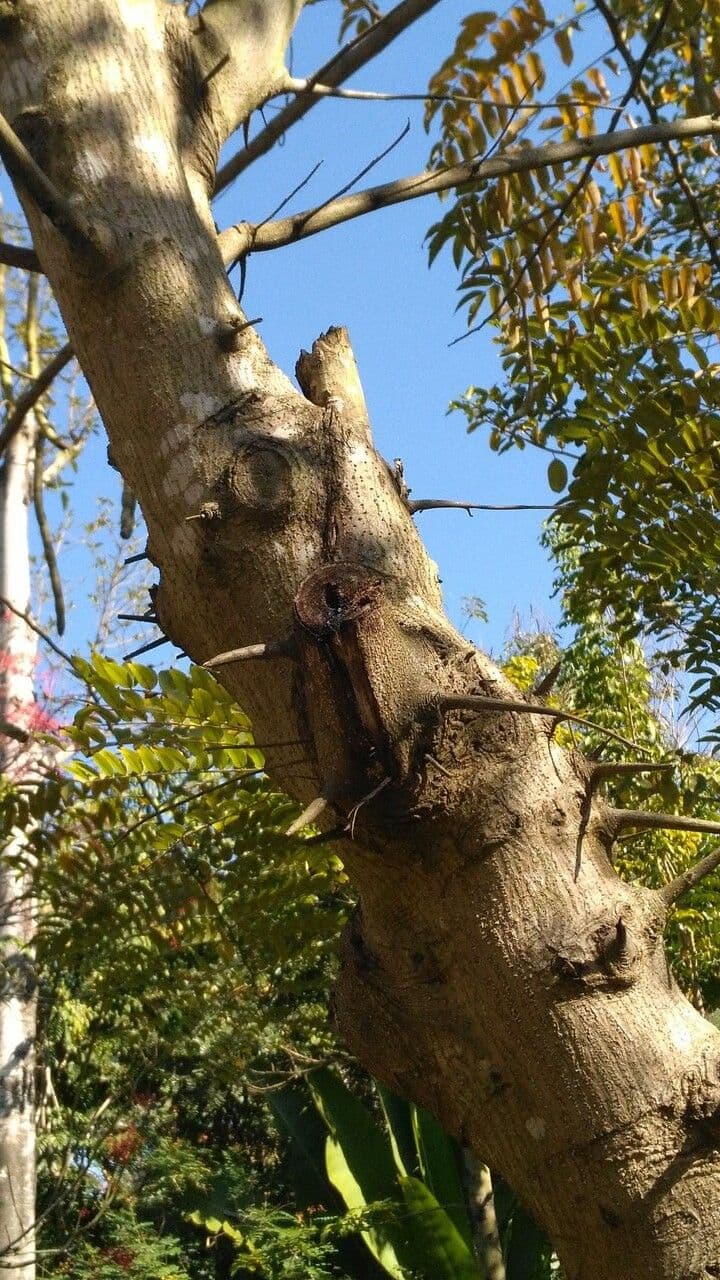 Cassia spectabilis 24