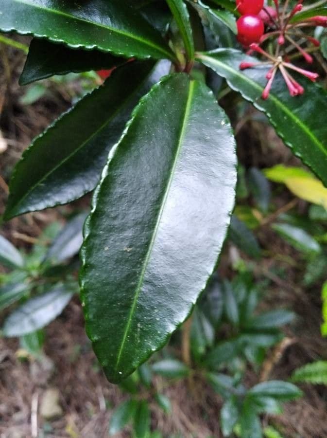 Ardisia crenata 18
