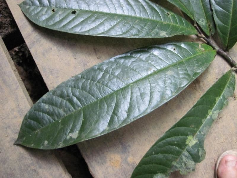 Duguetia 5