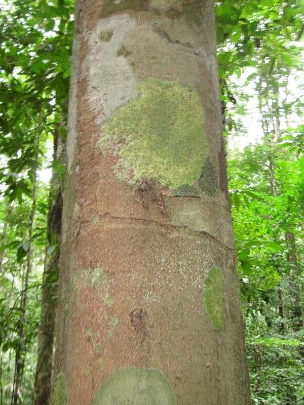 Licania 12