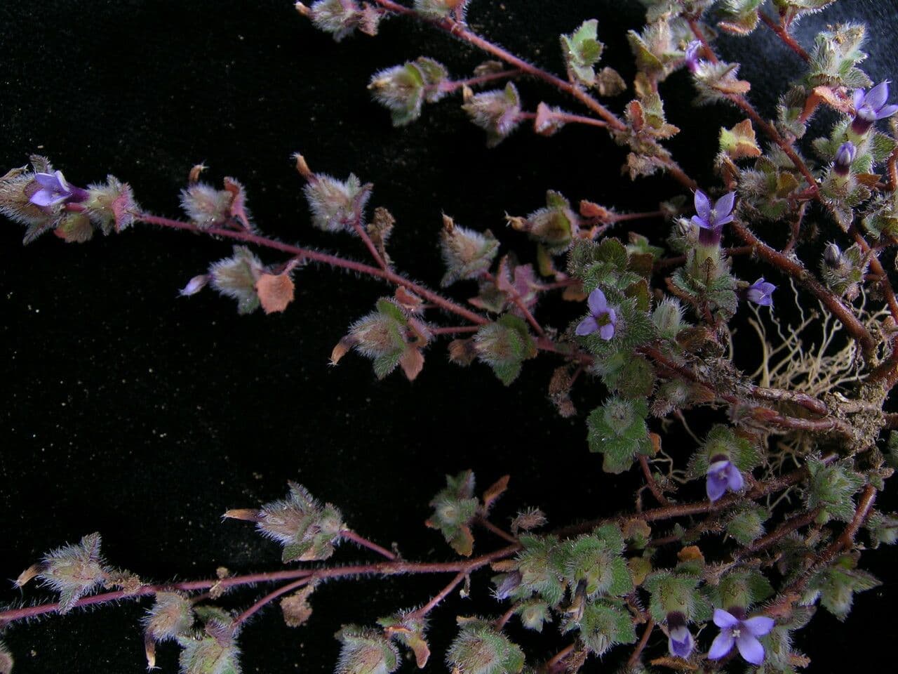 Cyananthus 4