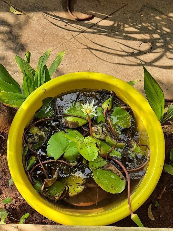 Ninfea tetragona 10