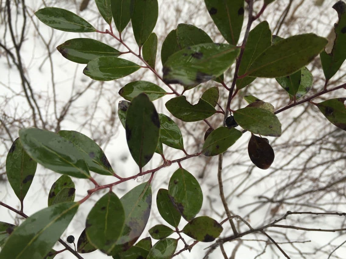 Ilex glabra 12