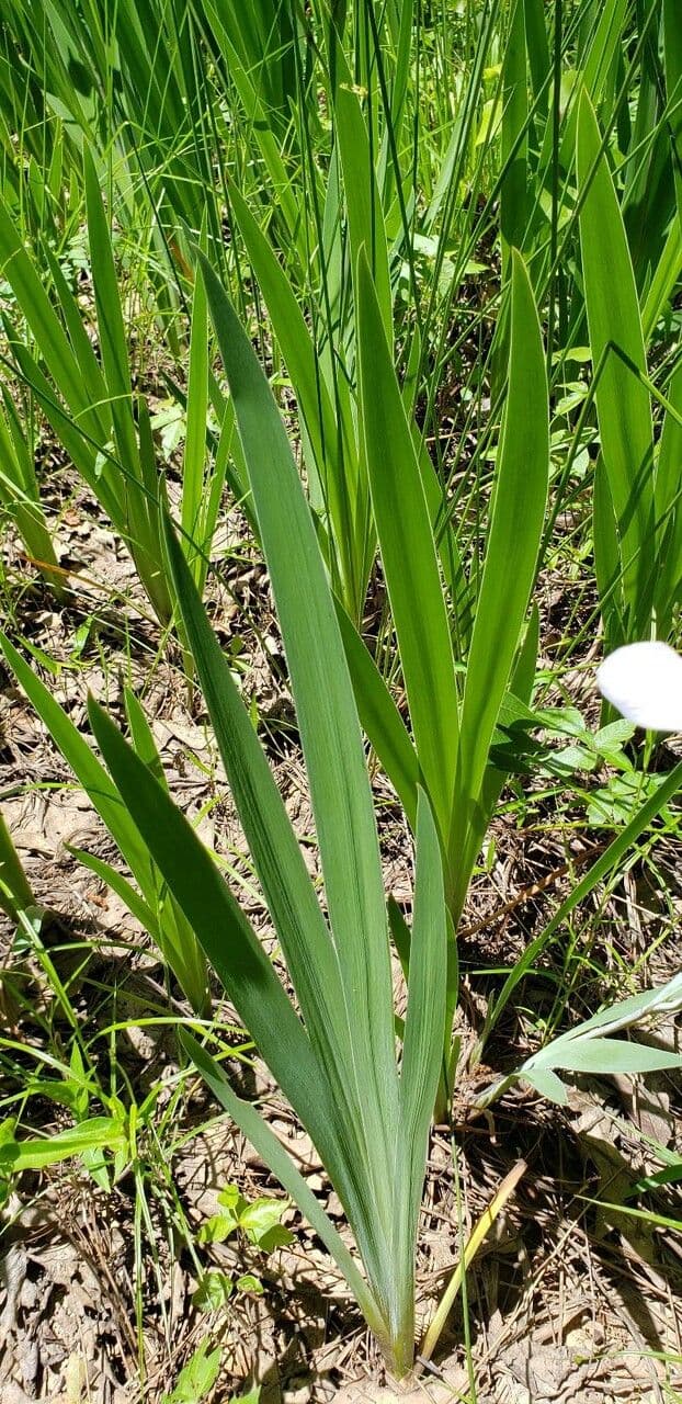 Iris 12
