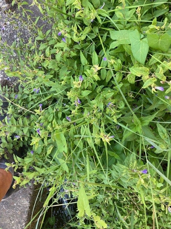 Scutellaria comune 11