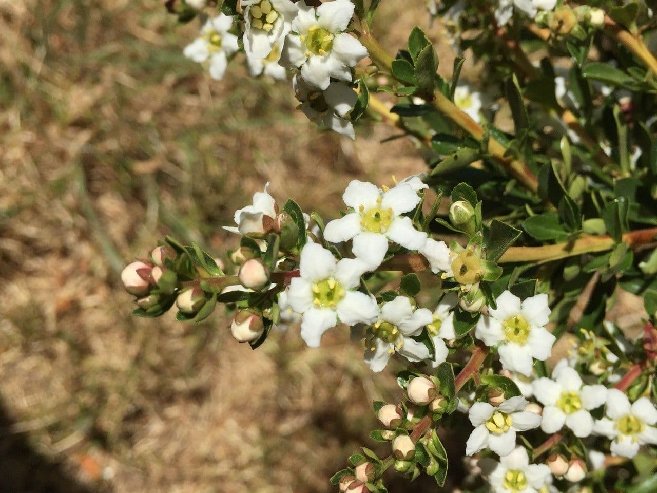 Escallonia 10