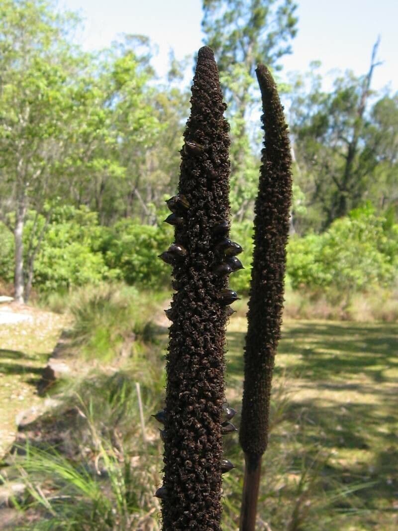 Xanthorrhoea