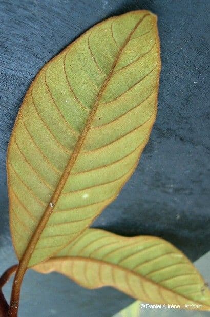 Pycnandra 12