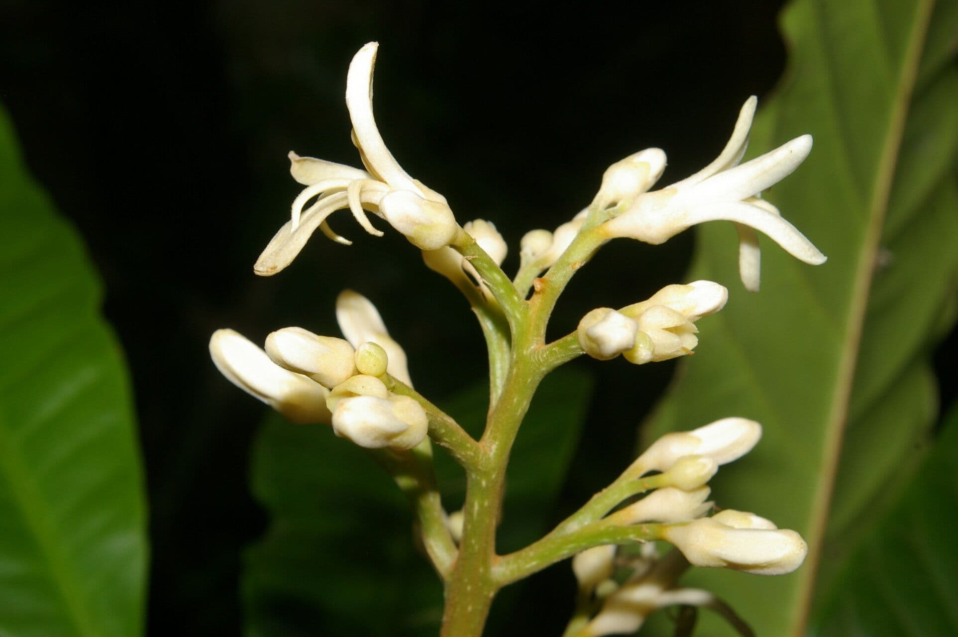 Conchocarpus 10