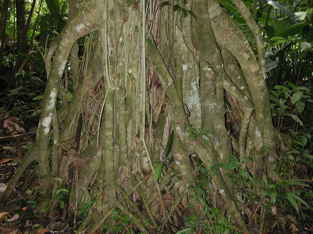 Bravaisia 10