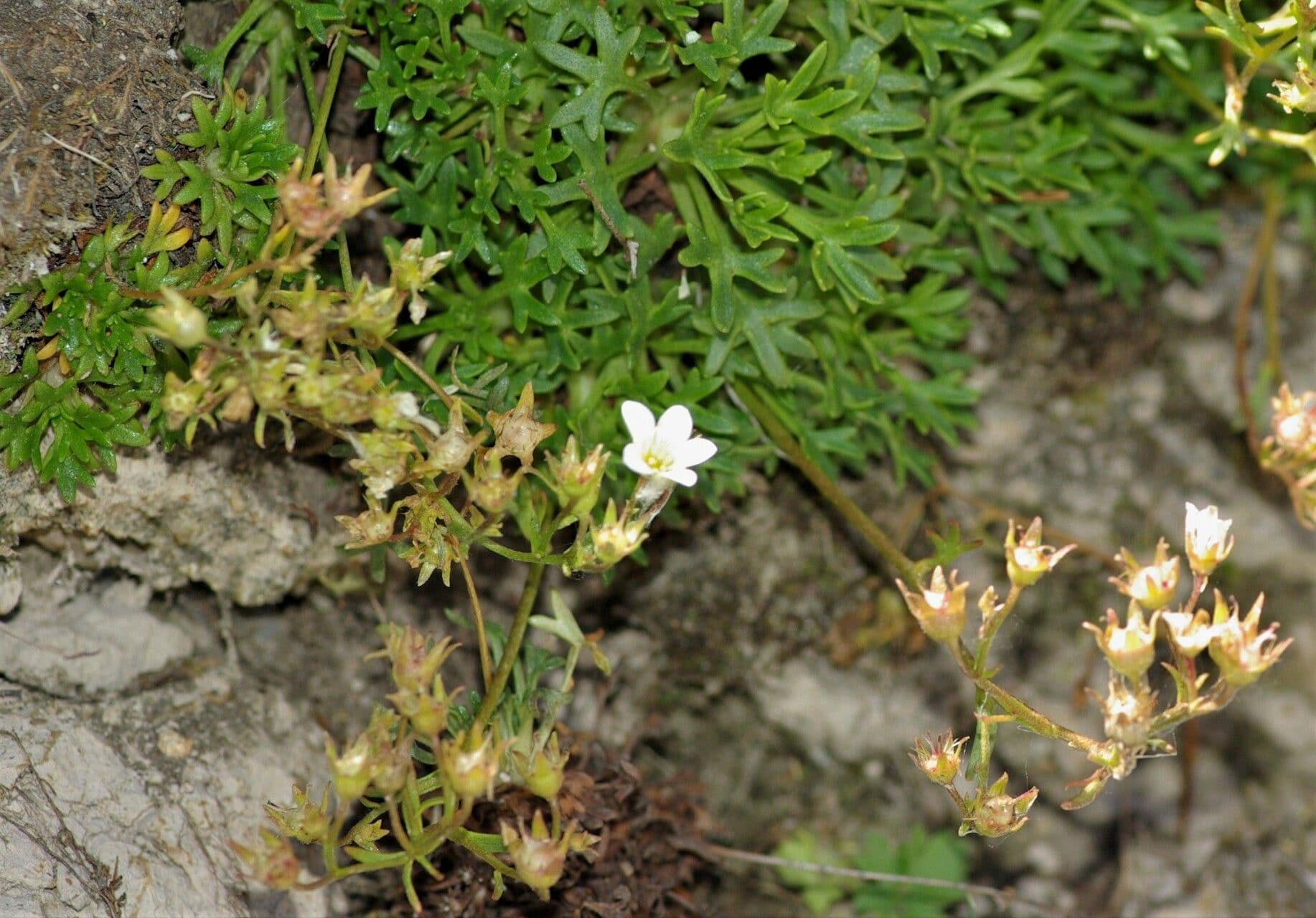 Sassifraga cuneata 2