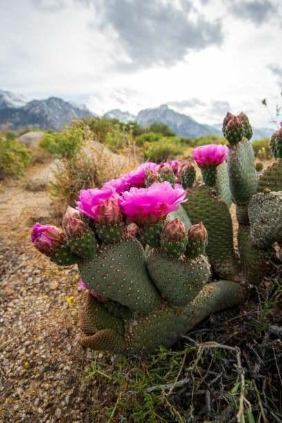 Opuntia basilaris 5