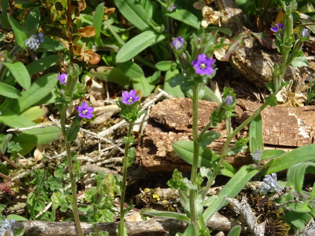 Legousia hybrida 8