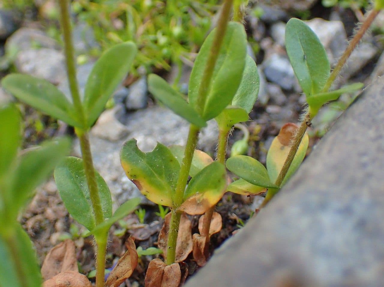 Veronica alpina 13