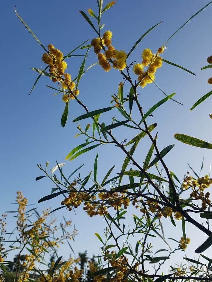 Acacia 9