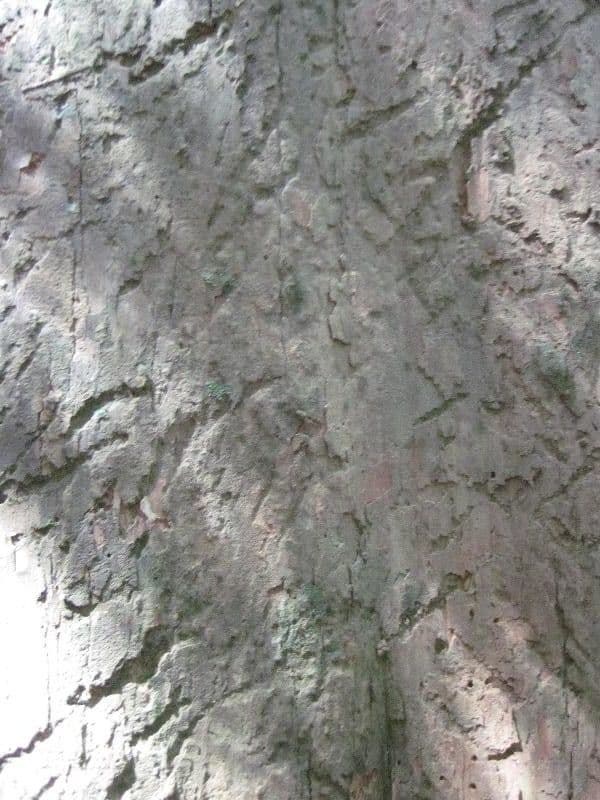 Geissospermum liscio 9