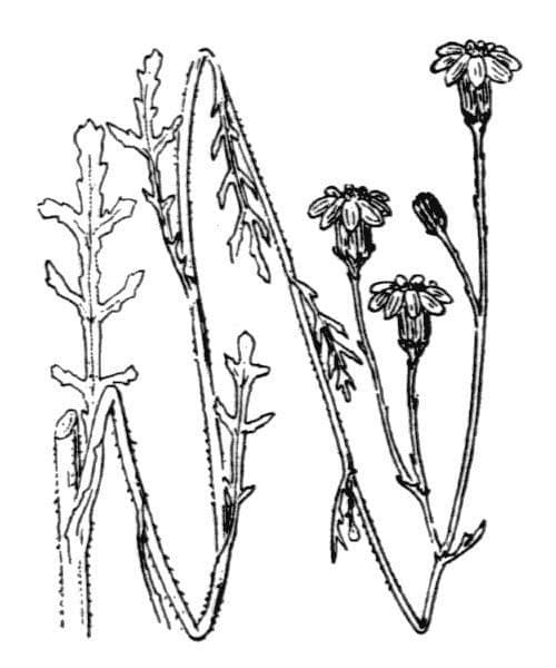 Senecio 26