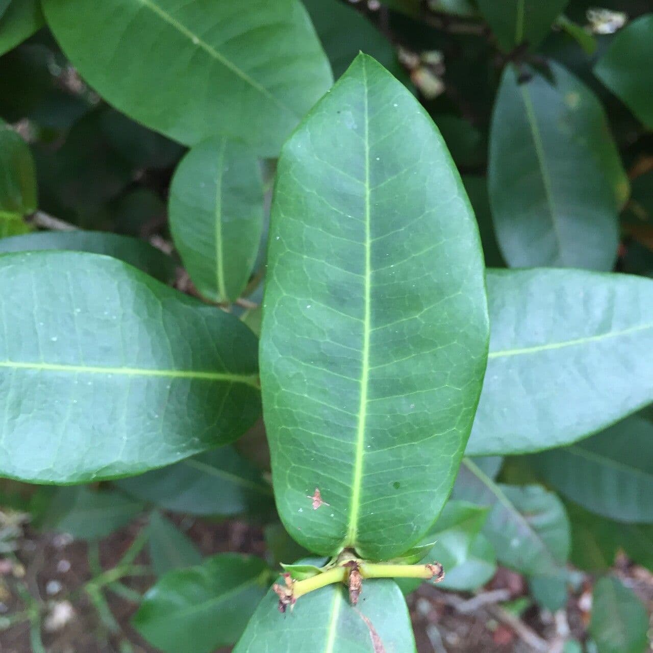 Ixora 10