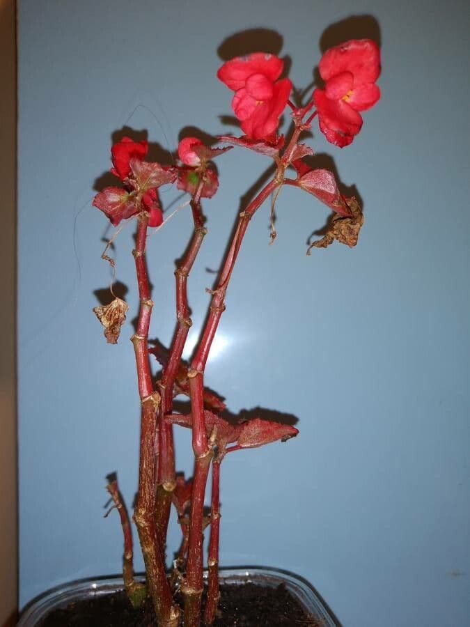 Begonia cucullata 21