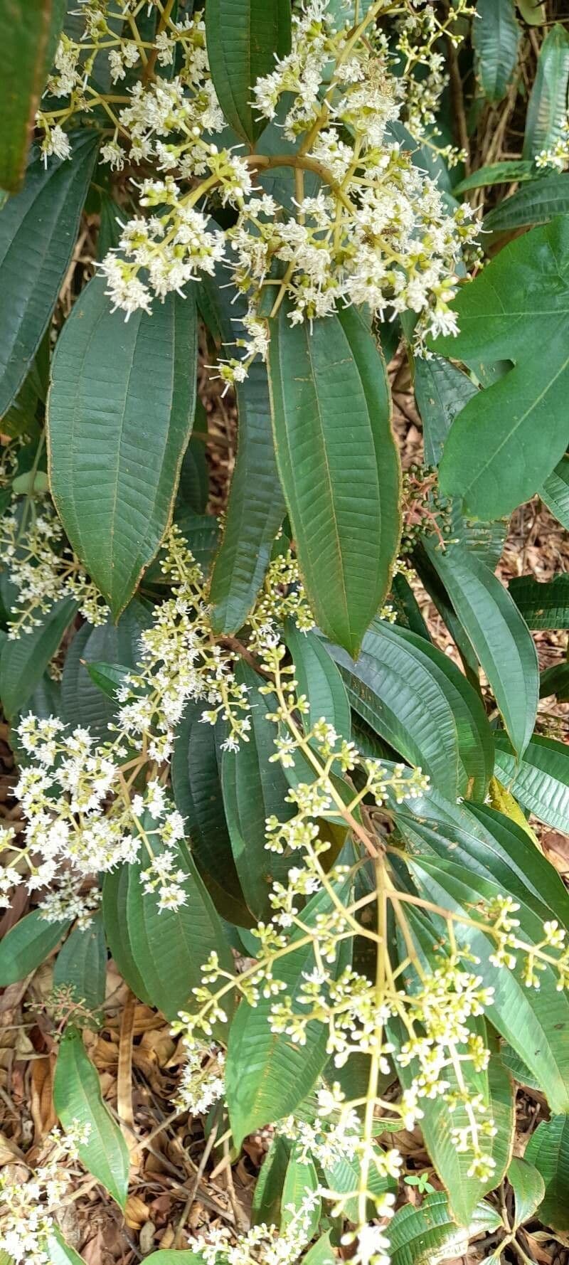 Miconia 6