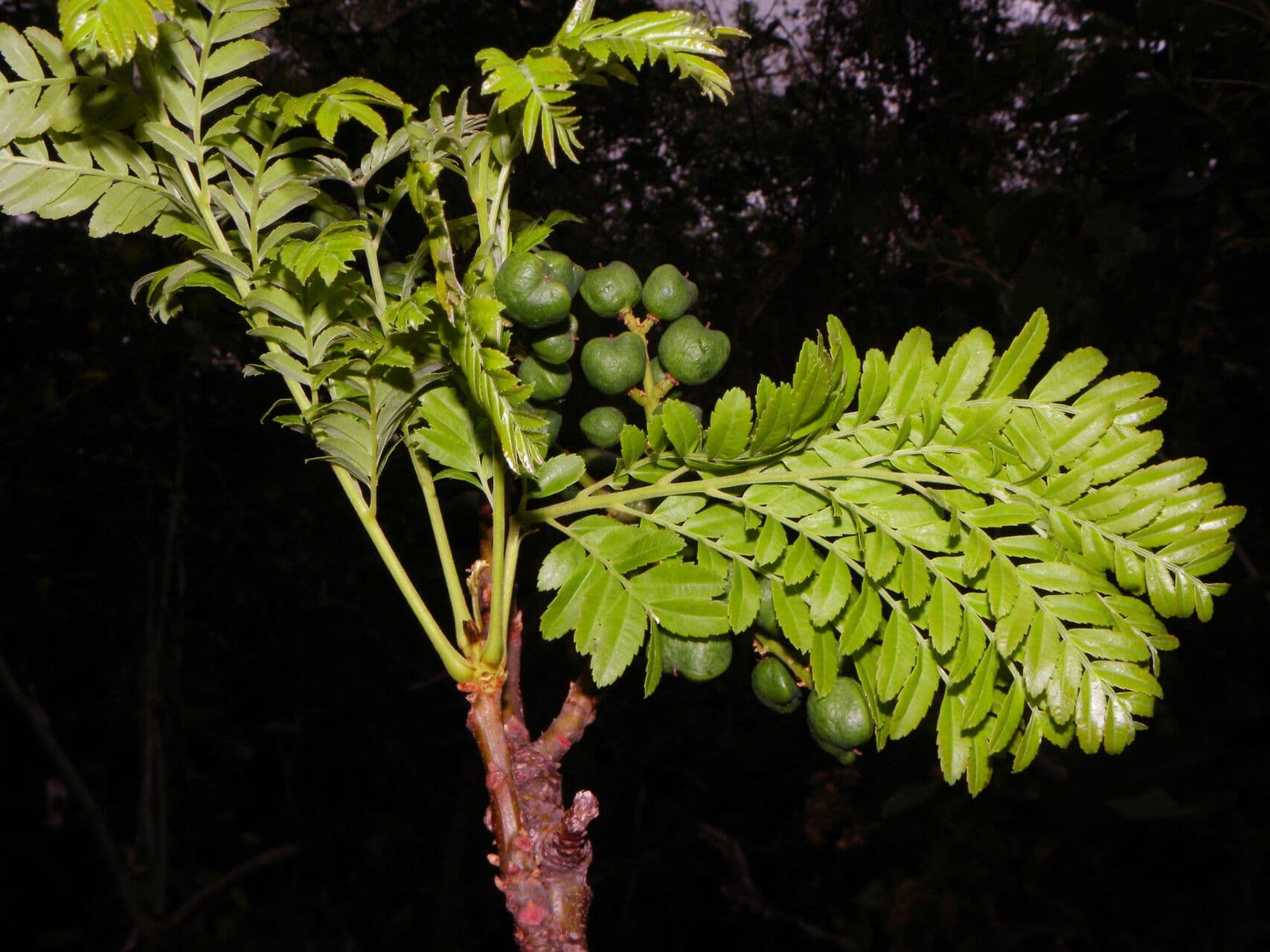 Dilodendron 5
