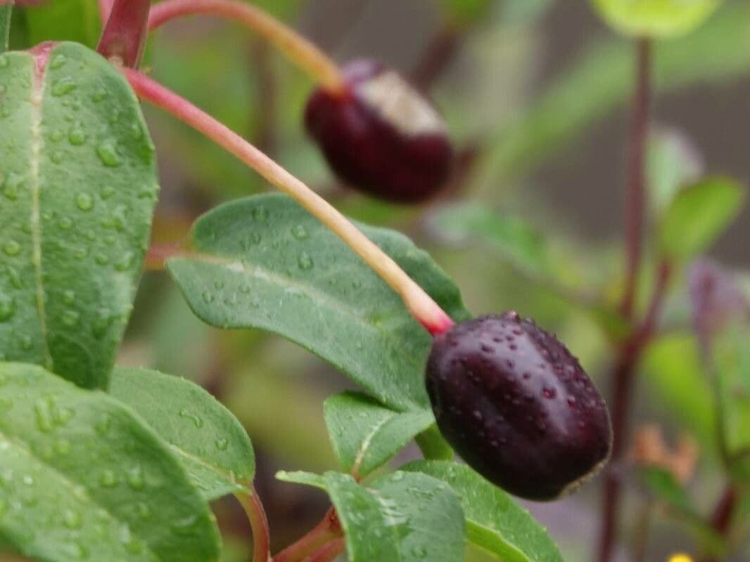 Fuchsien 4
