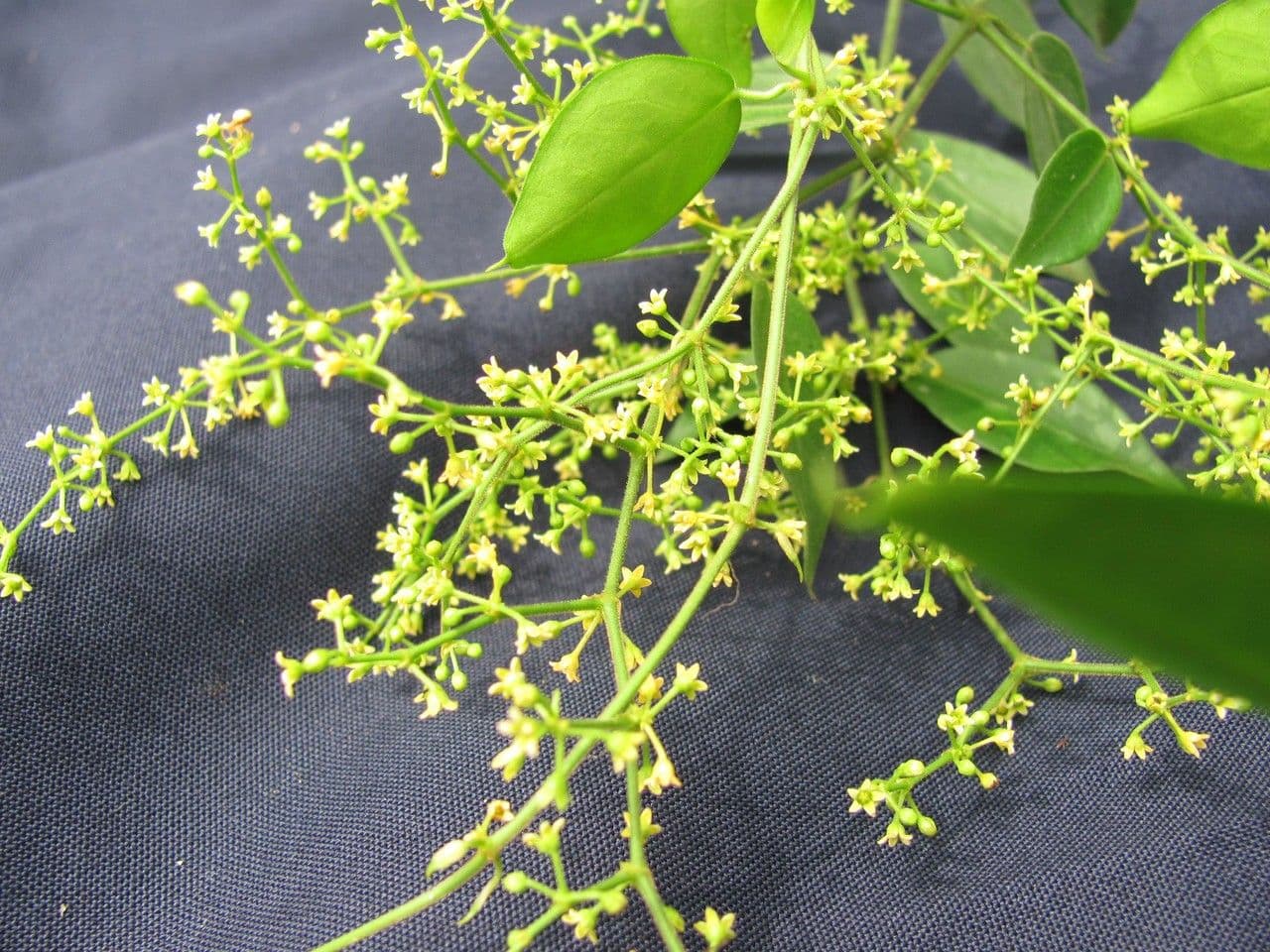 Tassadia 19