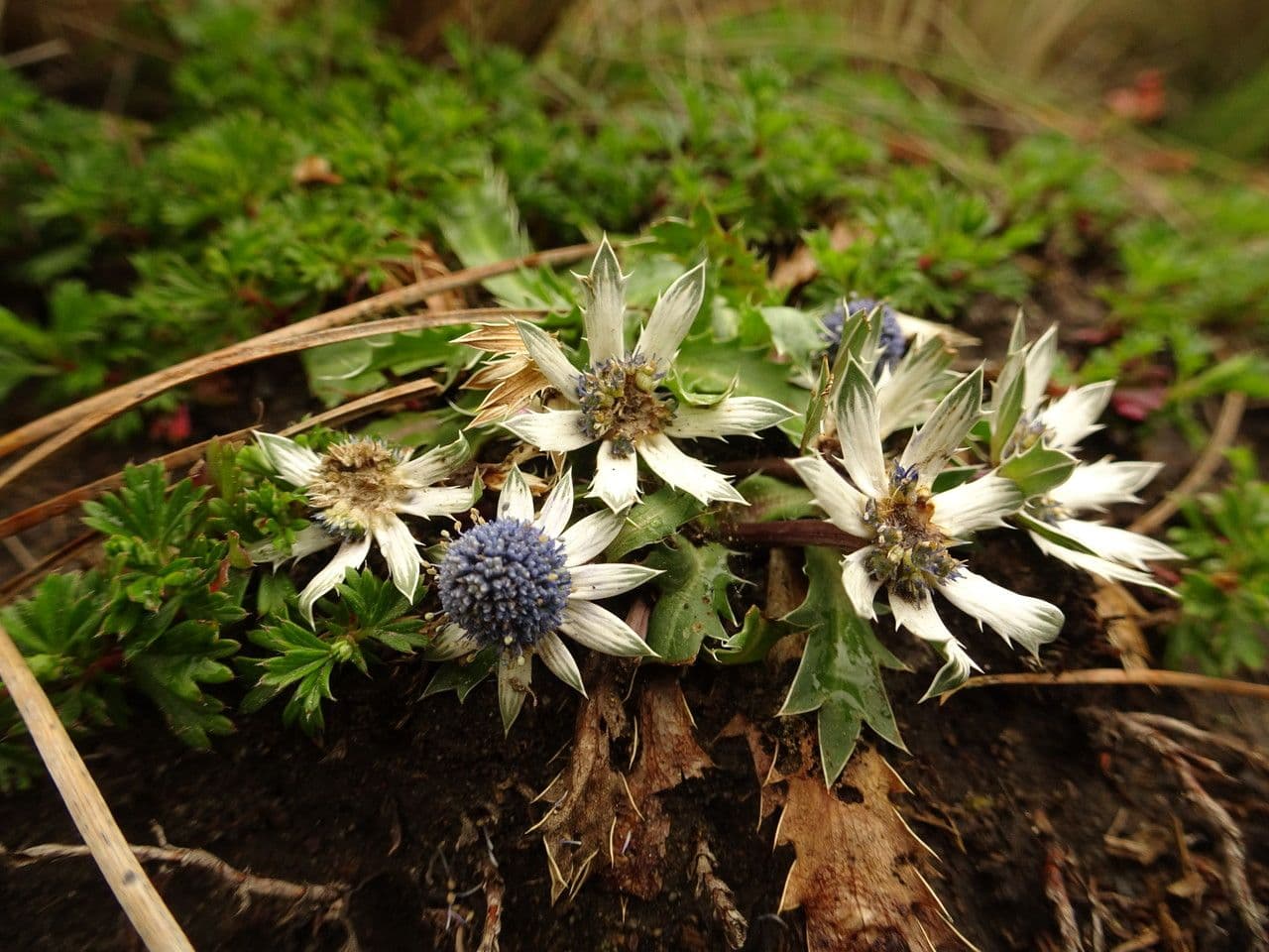 Eryngium carlinae 2